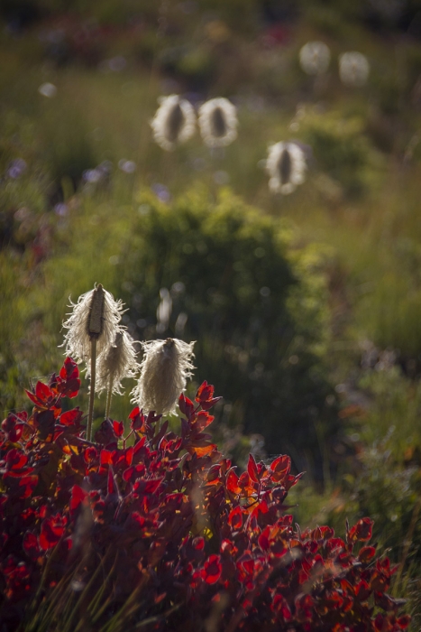 Flower seed heads backlit by late summer dawn light, Mt. Rainier National Park